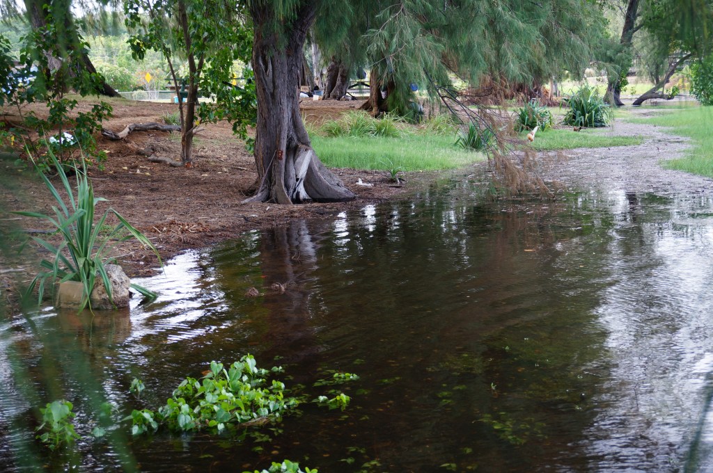 Under the ironwoods 6-30-15